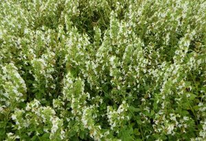 Teucrium cham. 'Album' geen maat specificatie 0,55L/P9cm - afbeelding 3