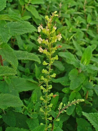 Teucrium scorodonia geen maat specificatie 0,55L/P9cm