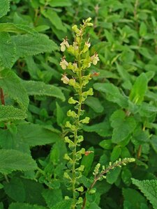 Teucrium scorodonia geen maat specificatie 0,55L/P9cm