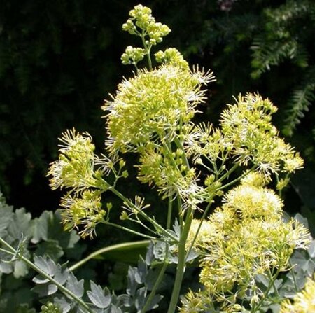 Thalictrum flavum glaucum geen maat specificatie 0,55L/P9cm