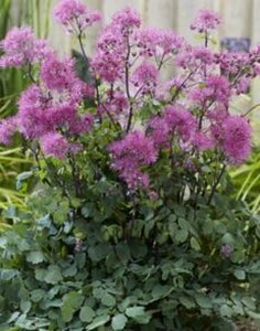 Thalictrum 'Little Pinkie' geen maat specificatie 0,55L/P9cm - afbeelding 1