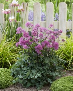 Thalictrum 'Little Pinkie' geen maat specificatie 0,55L/P9cm - afbeelding 2