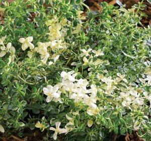 Thymus puleg. 'Foxley' geen maat specificatie 0,55L/P9cm