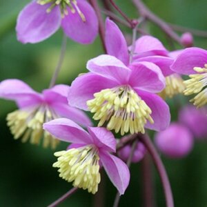 Thalictrum rochebrunianum geen maat specificatie 0,55L/P9cm