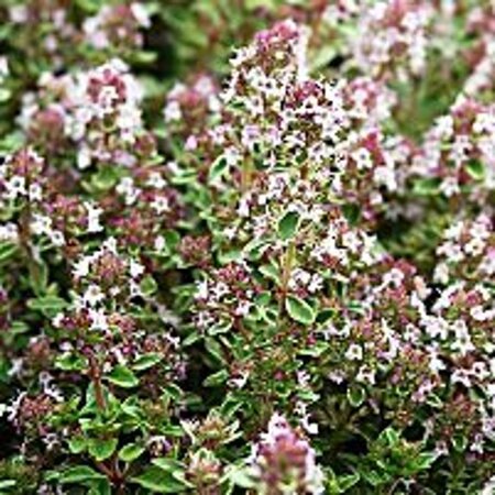 Thymus v. 'Silver Posie' geen maat specificatie 0,55L/P9cm - afbeelding 1