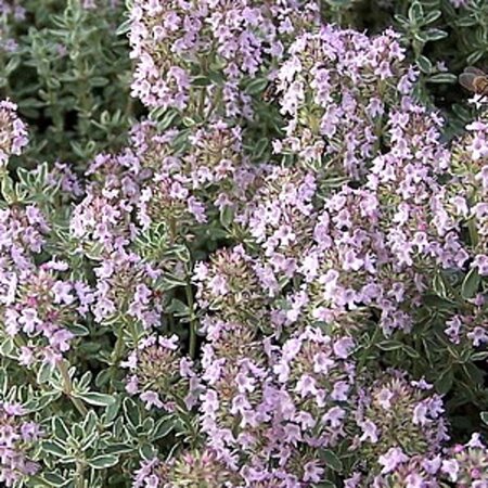 Thymus v. 'Silver Posie' geen maat specificatie 0,55L/P9cm - afbeelding 2