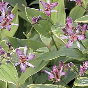 Tricyrtis formosana geen maat specificatie 0,55L/P9cm