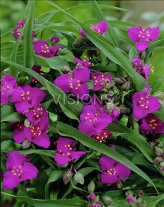 Tradescantia (A) 'Karminglut' geen maat specificatie 0,55L/P9cm - afbeelding 1