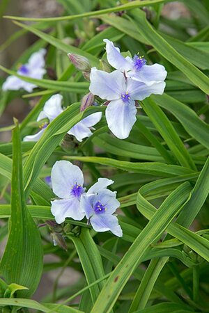 Tradescantia (A) 'Karminglut' geen maat specificatie 0,55L/P9cm - afbeelding 2