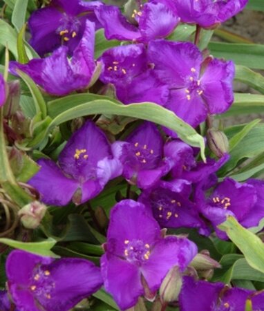 Tradescantia (A) 'Leonora' geen maat specificatie 0,55L/P9cm