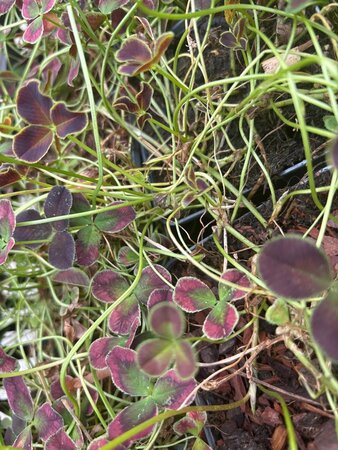 Trifolium repens 'Estelle' geen maat specificatie 0,55L/P9cm
