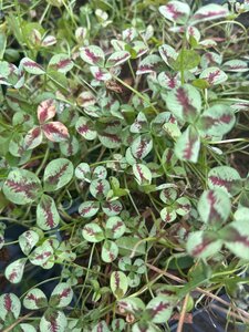 Trifolium repens Sweet Mike geen maat specificatie 0,55L/P9cm