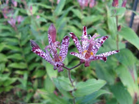 Tricyrtis 'Sinonome' geen maat specificatie 0,55L/P9cm