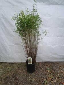 Fargesia angustissima 125-150 cm cont. 10L