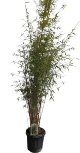 Fargesia angustissima 150-175 cm cont. 10L - afbeelding 2