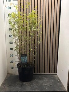 Fargesia 'Jiuzhaigou 1' 80-100 cm cont. 7,5L