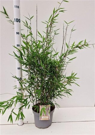 Fargesia nitida 'Black Pearl' 60-80 cm cont. 5,0L - afbeelding 1