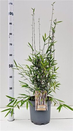 Fargesia nitida 'Black Pearl' 60-80 cm cont. 5,0L - afbeelding 2