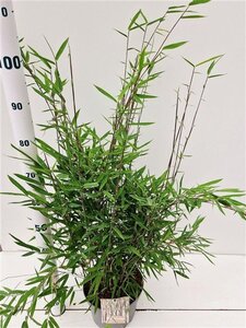 Fargesia nitida 'Black Pearl' 60-80 cm cont. 5,0L - afbeelding 3