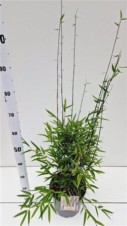 Fargesia nitida 'Black Pearl' 60-80 cm cont. 5,0L - afbeelding 4