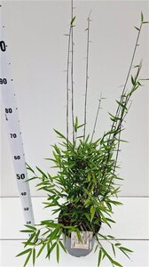 Fargesia nitida 'Black Pearl' 60-80 cm cont. 5,0L - afbeelding 4