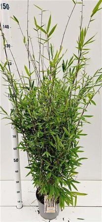 Fargesia nitida 'Black Pearl' 80-100 cm cont. 5,0L - afbeelding 3