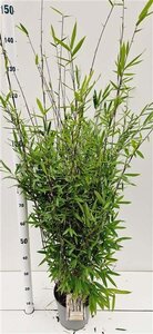 Fargesia nitida 'Black Pearl' 80-100 cm cont. 5,0L - afbeelding 3