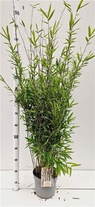 Fargesia nitida 'Black Pearl' 80-100 cm cont. 5,0L - afbeelding 4