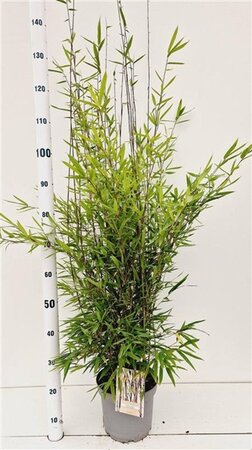 Fargesia nitida 'Black Pearl' 80-100 cm cont. 5,0L - afbeelding 5