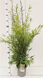 Fargesia nitida 'Black Pearl' 80-100 cm cont. 5,0L - afbeelding 5