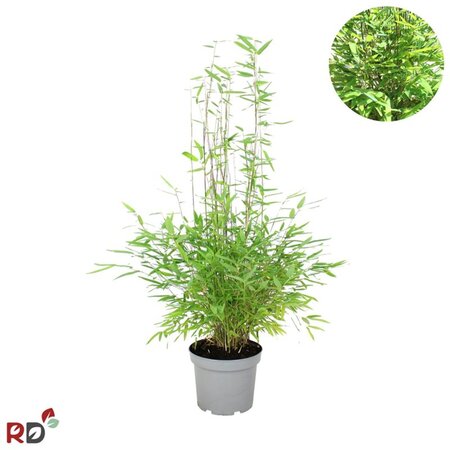 Fargesia nitida 'Gansu 95/2' 60-80 cm cont. 5,0L