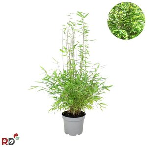 Fargesia nitida 'Gansu 95/2' 60-80 cm cont. 5,0L