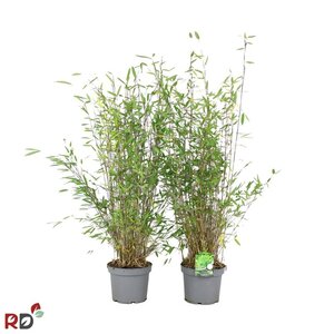 Fargesia nitida 'Gansu 95/2' 80-100 cm cont. 5,0L