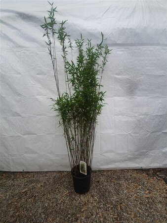 Fargesia 'Obelisk' 150-175 cm cont. 10L - afbeelding 6
