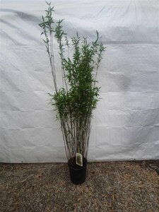 Fargesia 'Obelisk' 150-175 cm cont. 10L - afbeelding 6