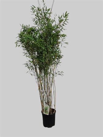 Fargesia 'Obelisk' 150-175 cm cont. 10L - afbeelding 7