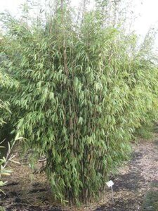 Fargesia 'Obelisk' 150-175 cm cont. 10L - afbeelding 4