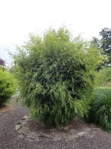 Fargesia 'Obelisk' 150-175 cm cont. 10L - image 2