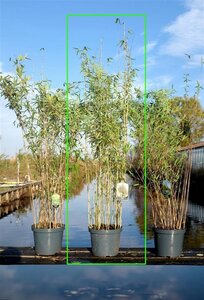 Fargesia 'Obelisk' 150-175 cm cont. 10L - image 3