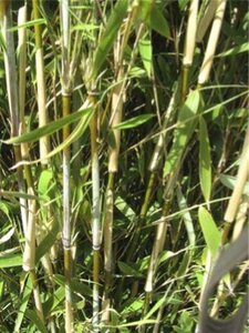 Fargesia 'Obelisk' 150-175 cm cont. 10L - image 5