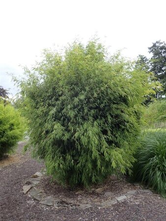 Fargesia 'Obelisk' 175-200 cm cont. 10L - image 2