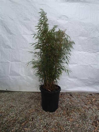 Fargesia robusta 'Campbell' 100-125 cm cont. 15L - afbeelding 2