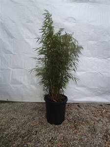 Fargesia robusta 'Campbell' 100-125 cm cont. 15L - afbeelding 2