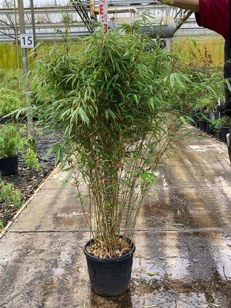 Fargesia robusta 'Campbell' 100-125 cm cont. 15L - afbeelding 3