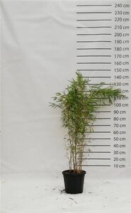 Fargesia robusta 'Campbell' 100-125 cm cont. 15L - afbeelding 4