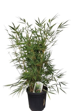 Fargesia robusta 'Campbell' 80-100 cm cont. 10L