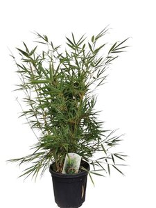 Fargesia robusta 'Campbell' 80-100 cm cont. 10L