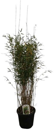 Fargesia 'Red Dragon' 175-200 cm cont. 10L