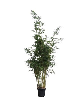 Fargesia robusta 'Pingwu' 150-175 cm cont. 10L - afbeelding 1