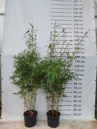 Fargesia robusta 'Pingwu' 150-175 cm cont. 10L - afbeelding 2